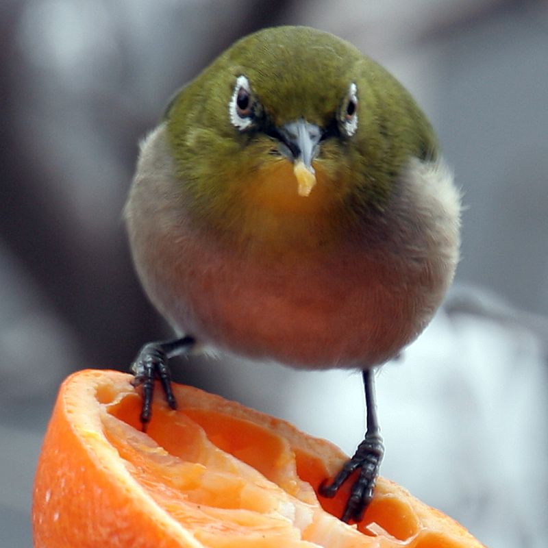 White-eye (Family: Zosteropidae, Genus: Zosterops) - Wiki; DISPLAY FULL IMAGE.