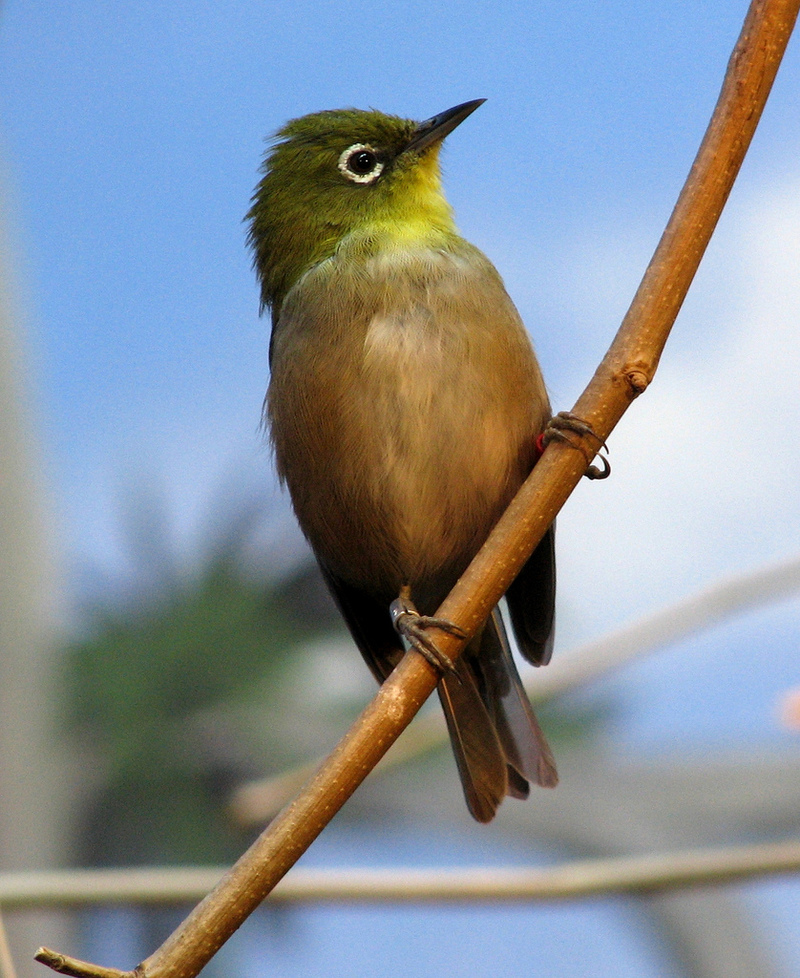 Japanese White-eye (Zosterops japonicus) - Wiki; DISPLAY FULL IMAGE.