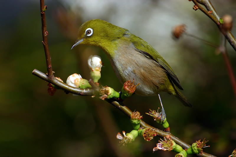 Japanese White-eye (Zosterops japonicus); DISPLAY FULL IMAGE.