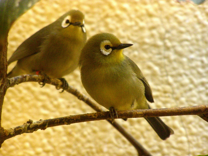 Montane White-eye (Zosterops poliogastrus) - Wiki; DISPLAY FULL IMAGE.