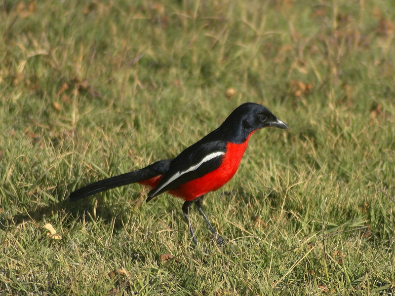 Crimson-breasted Gonolek (Laniarius atrococcineus) - Wiki; DISPLAY FULL IMAGE.