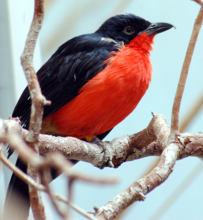 Black-headed Gonolek (Laniarius erythrogaster) - Wiki; DISPLAY FULL IMAGE.