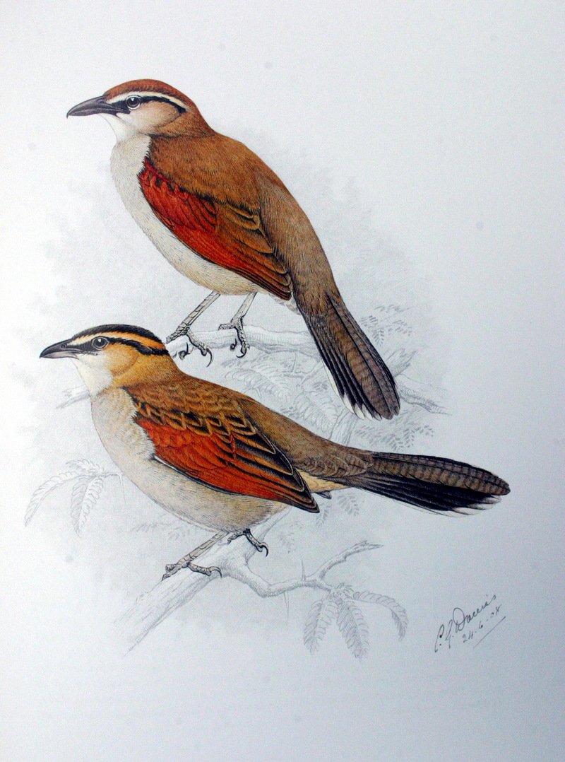 Black-crowned Tchagra (Tchagra senegala) - Wiki; DISPLAY FULL IMAGE.