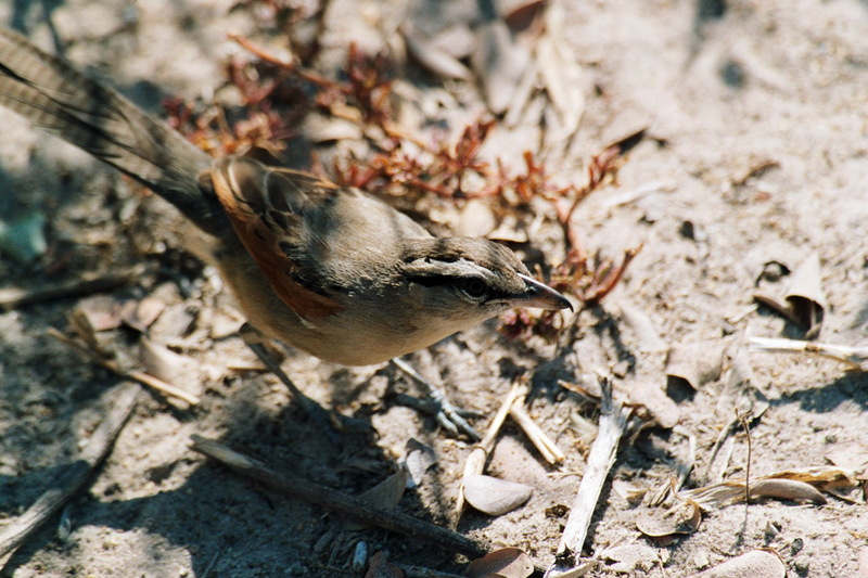 Brown-crowned Tchagra (Tchagra australis) - Wiki; DISPLAY FULL IMAGE.