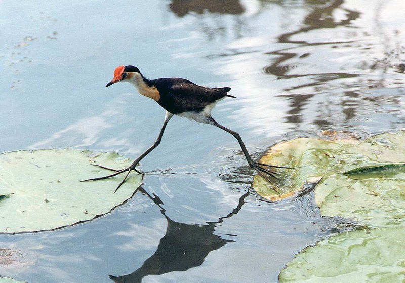 Comb-crested Jacana (Irediparra gallinacea) - Wiki; DISPLAY FULL IMAGE.