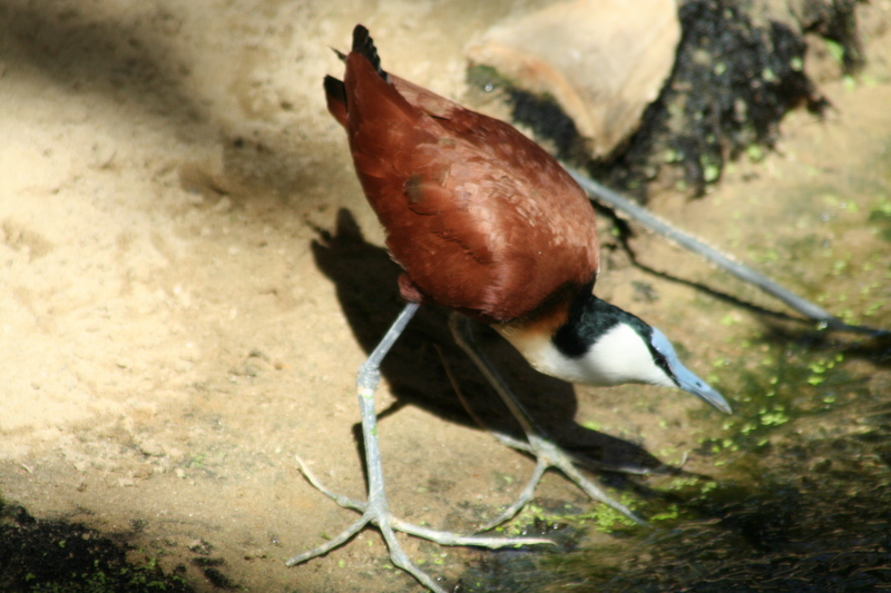 African Jacana (Actophilornis africana) - Wiki; DISPLAY FULL IMAGE.