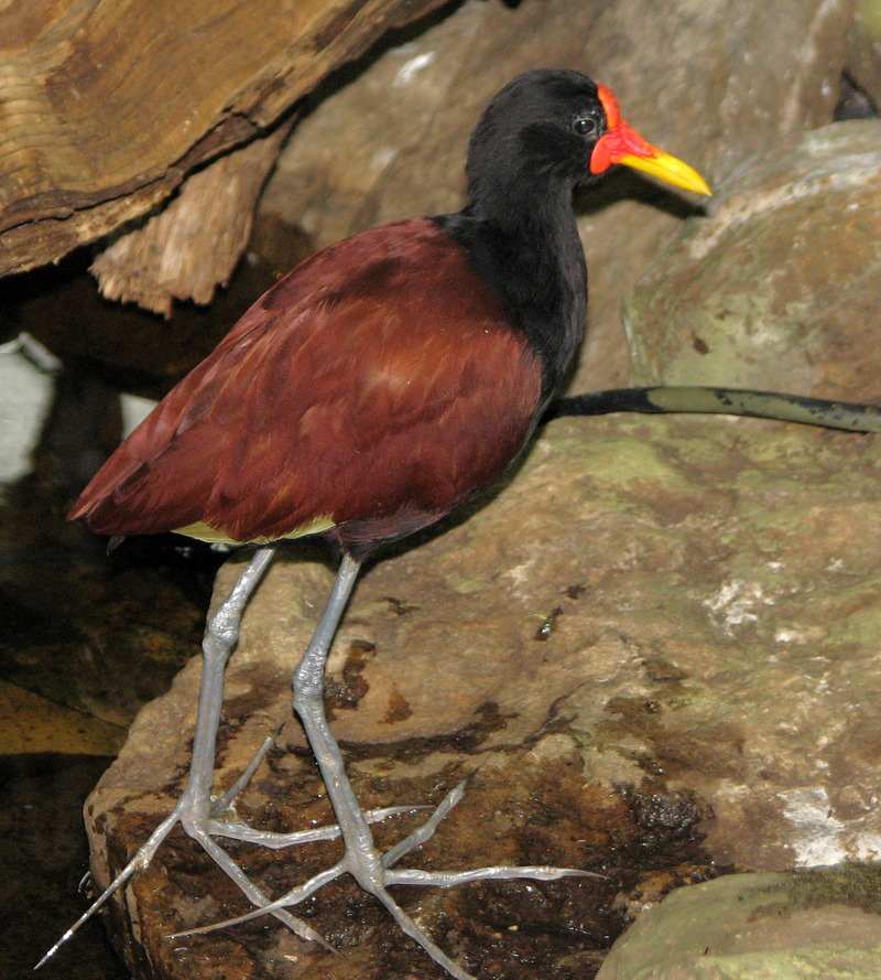 Wattled Jacana (Jacana jacana) - Wiki; DISPLAY FULL IMAGE.