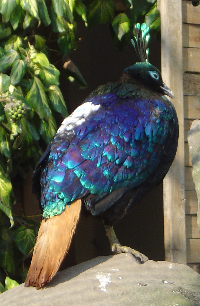 Himalayan Monal (Lophophorus impejanus) - Wiki; DISPLAY FULL IMAGE.