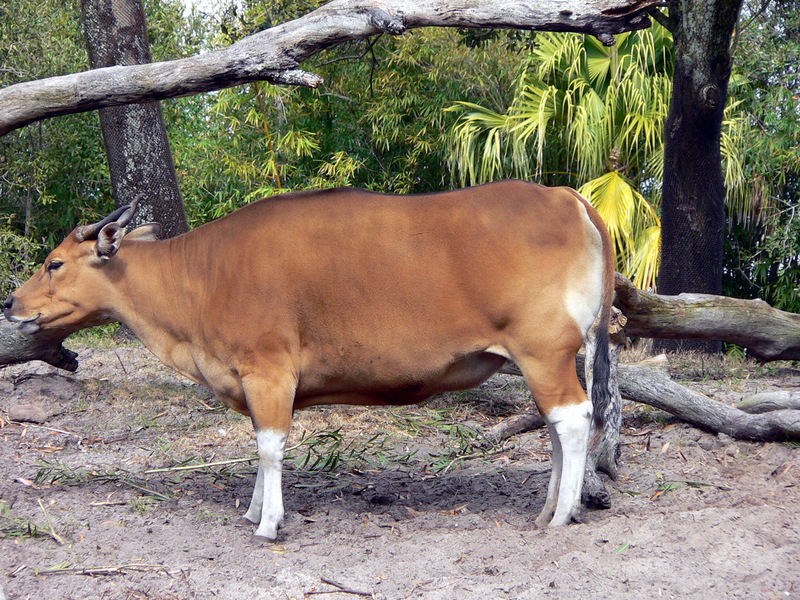 Banteng (Bos javanicus) - Wiki; DISPLAY FULL IMAGE.