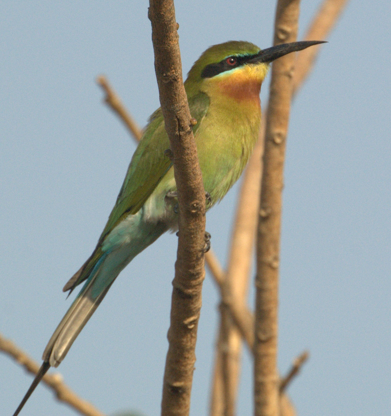 Blue-tailed Bee-eater (Merops philippinus) - Wiki; DISPLAY FULL IMAGE.