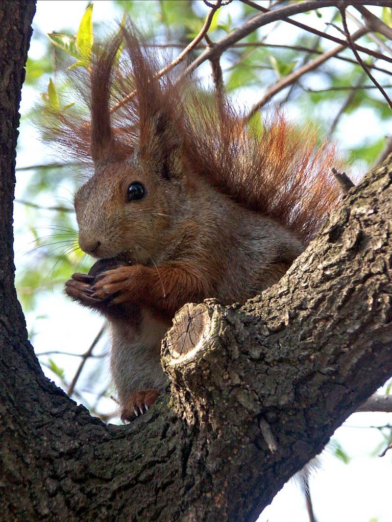 Eurasian Red Squirrel (Sciurus vulgaris) - Wiki; DISPLAY FULL IMAGE.