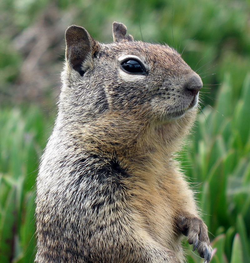 California Ground Squirrel (Spermophilus beecheyi) - Wiki; DISPLAY FULL IMAGE.
