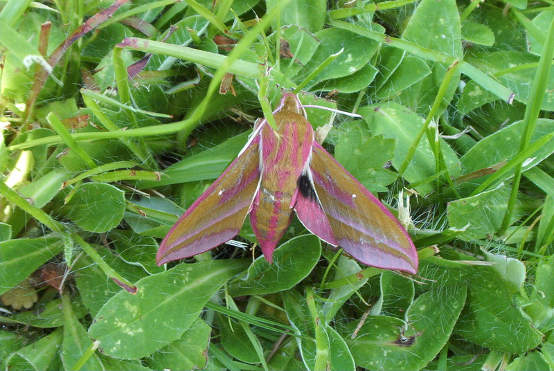 Elephant Hawk-moth (Deilephila elpenor) - Wiki; DISPLAY FULL IMAGE.