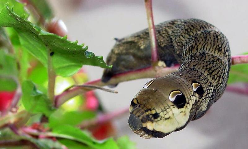 Elephant Hawk-moth (Deilephila elpenor) snake posed caterpillar; DISPLAY FULL IMAGE.
