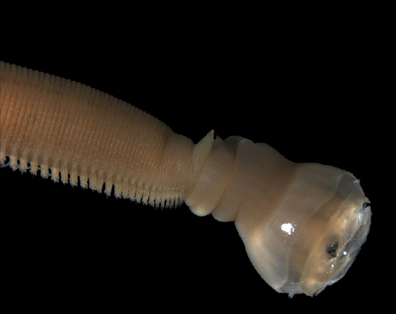 Beak-thrower Worm (Family: Glyceridae) - Wiki; DISPLAY FULL IMAGE.