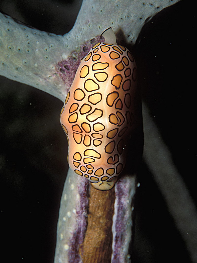 Flamingo Tongue Snail (Cyphoma gibbosum) - Wiki; DISPLAY FULL IMAGE.