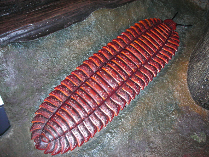 Giant Millipede (Family: Arthropleuridae, Genus: Arthropleura) - Wiki; DISPLAY FULL IMAGE.