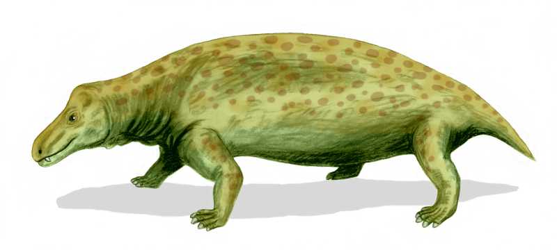 Jonkeria - Wiki; DISPLAY FULL IMAGE.