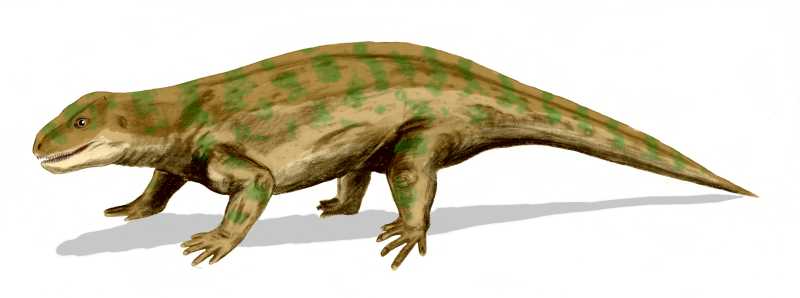 Diadectes - Wiki; DISPLAY FULL IMAGE.