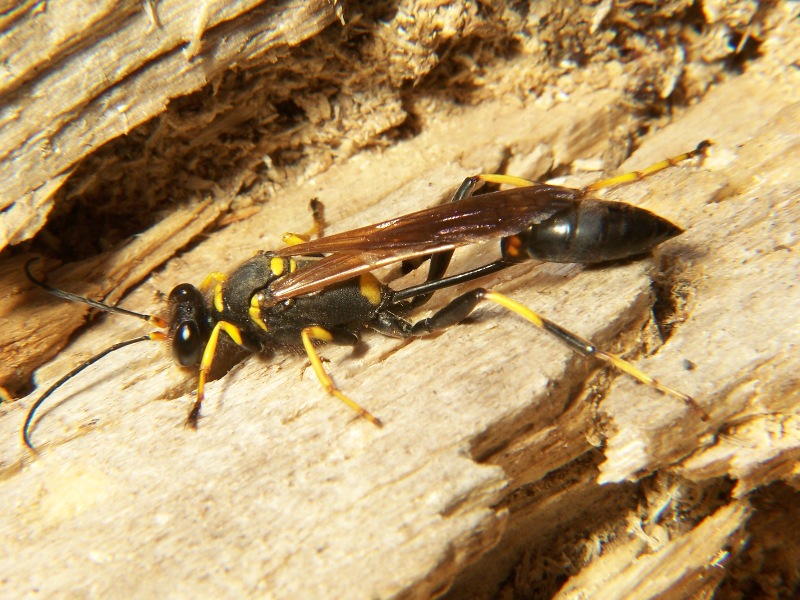 Mud dauber (Superfamily: Apoidea) - Wiki; DISPLAY FULL IMAGE.