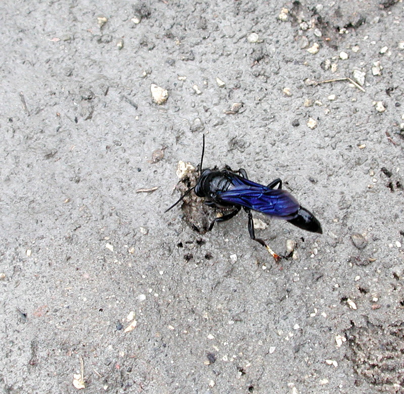 Organ Pipe Mud dauber (Trypoxylon politum) - Wiki; DISPLAY FULL IMAGE.