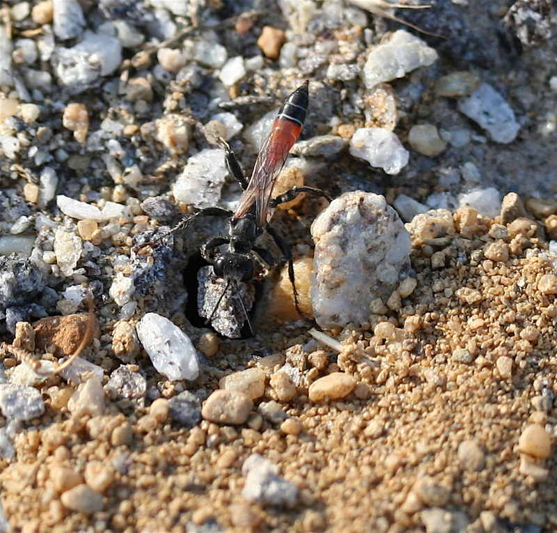 Thread-waisted Wasp (Ammophila sabulosa); DISPLAY FULL IMAGE.