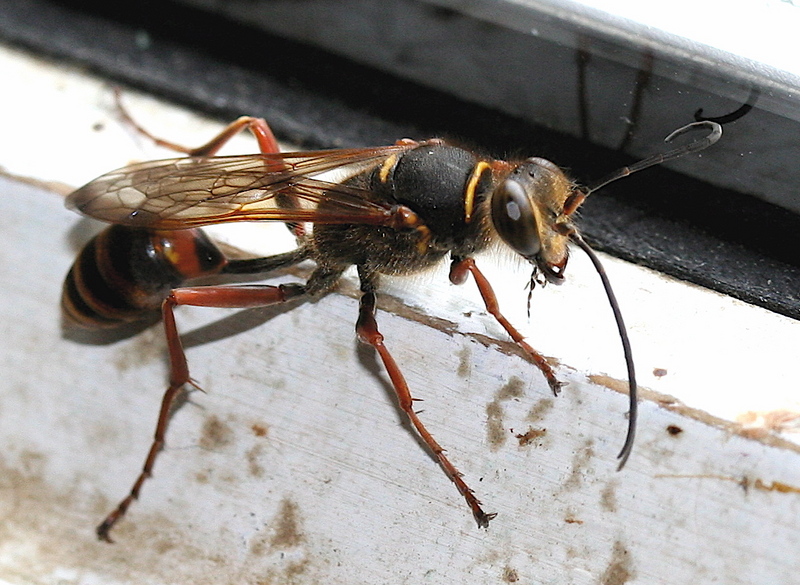 Mud Dauber (Family: Sphecidae, Genus: Sceliphron) - Wiki; DISPLAY FULL IMAGE.