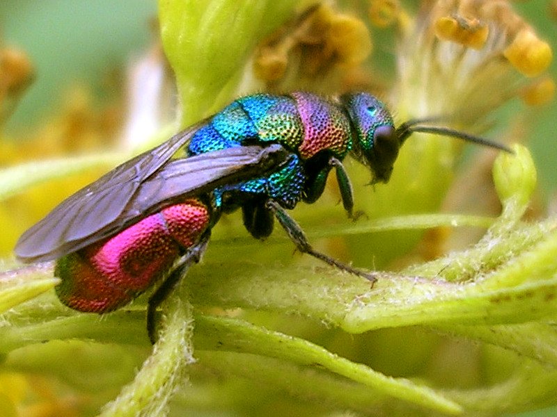 Cuckoo Wasp (Family: Chrysididae, Subfamily: Chrysidinae) - Wiki; DISPLAY FULL IMAGE.