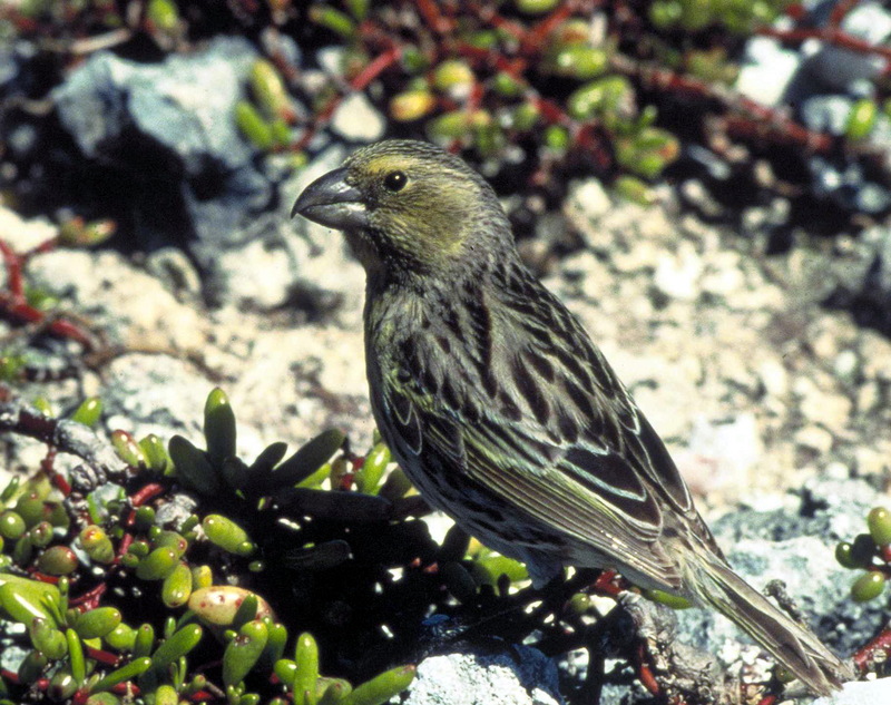 Laysan Finch (Telespiza cantans) - Wiki; DISPLAY FULL IMAGE.
