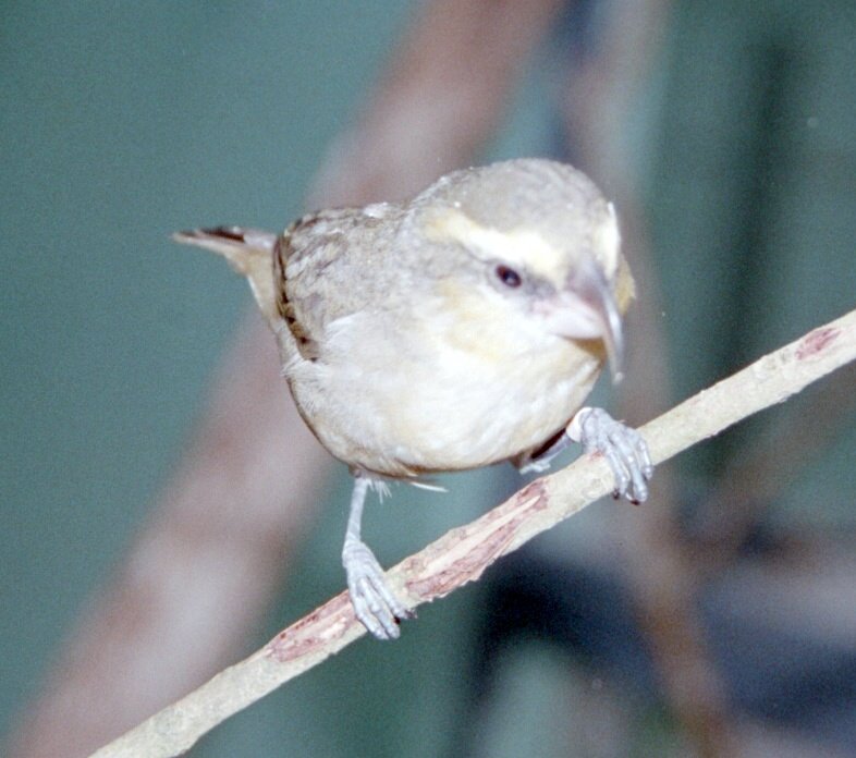 Maui Parrotbill (Pseudonestor xanthophrys) - Wiki; DISPLAY FULL IMAGE.