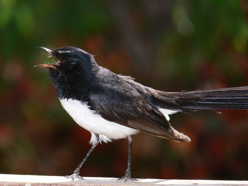 Fantail (Family: Dicruridae, Genus: Rhipidura) - Wiki; DISPLAY FULL IMAGE.