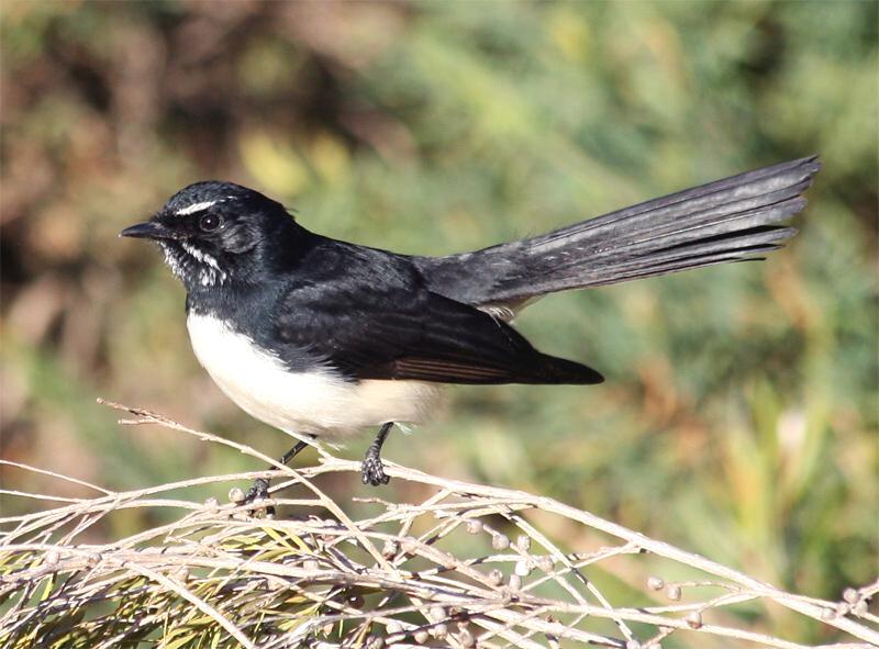 Willie Wagtail (Rhipidura leucophrys) - Wiki; DISPLAY FULL IMAGE.