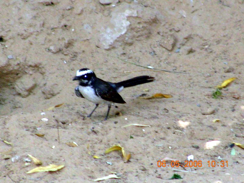 White-browed Fantail (Rhipidura aureola) - Wiki; DISPLAY FULL IMAGE.