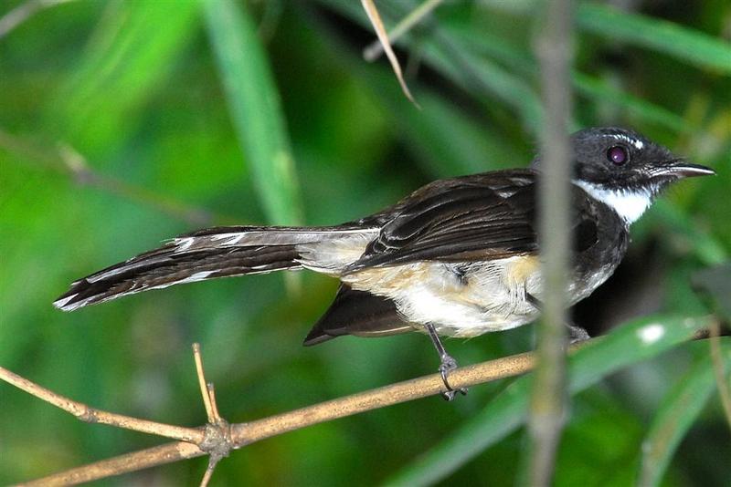 Pied Fantail (Rhipidura javanica) - Wiki; DISPLAY FULL IMAGE.