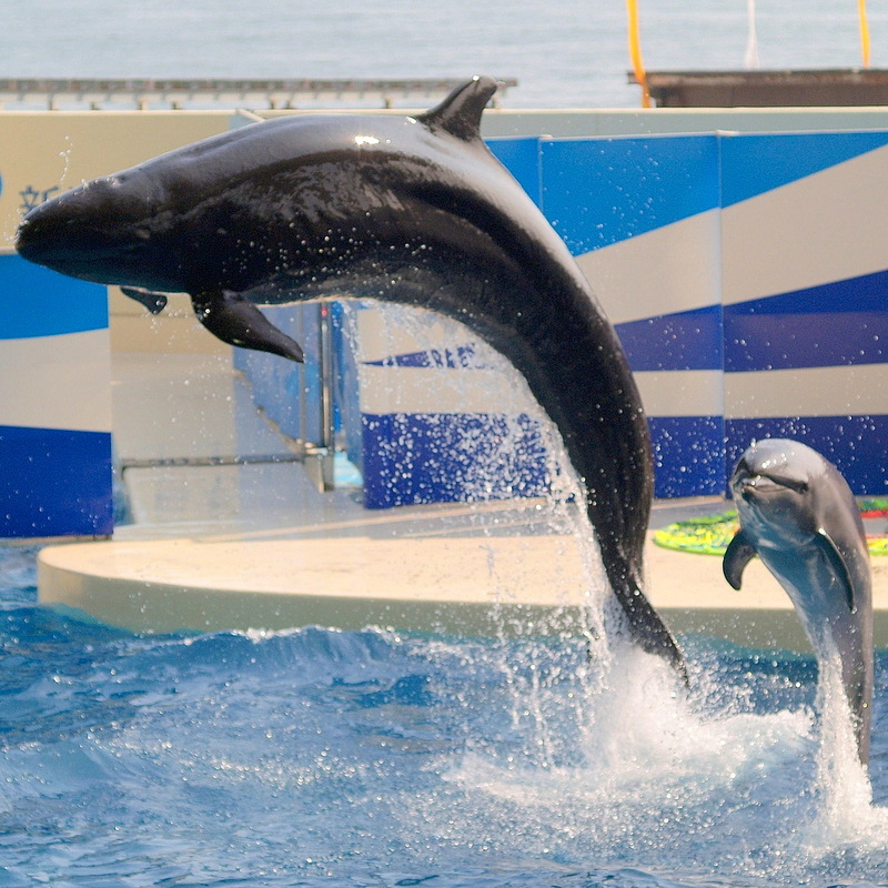 False Killer Whale (Pseudorca crassidens); DISPLAY FULL IMAGE.