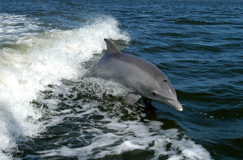 Bottlenose Dolphin (Tursiops truncatus) - Wiki; DISPLAY FULL IMAGE.