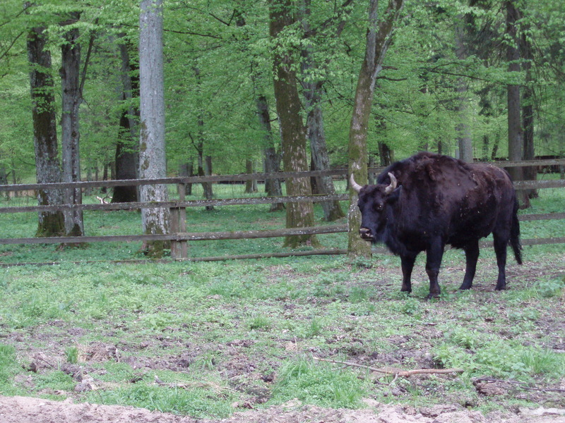 Zubron (Wisent-Cattle Hybrid) {!--주브론-->; DISPLAY FULL IMAGE.