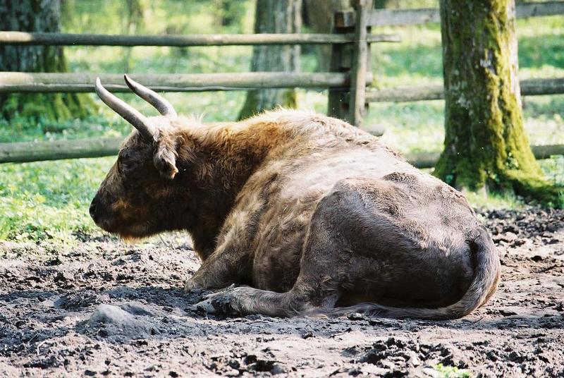 Zubron (Wisent-Cattle Hybrid) {!--주브론-->; DISPLAY FULL IMAGE.