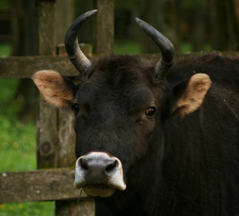 Zubron (Wisent-Cattle Hybrid) {!--주브론-->; DISPLAY FULL IMAGE.