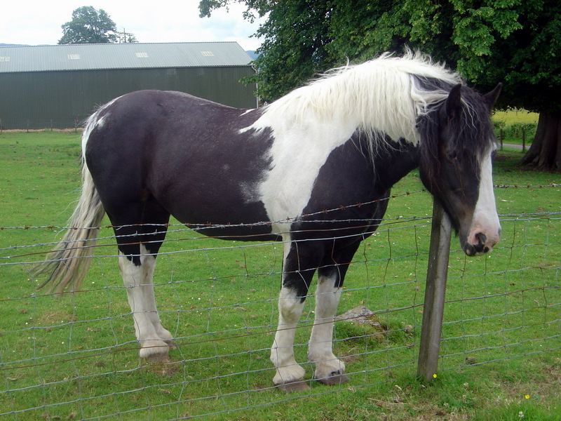 Piebald - Wiki; DISPLAY FULL IMAGE.