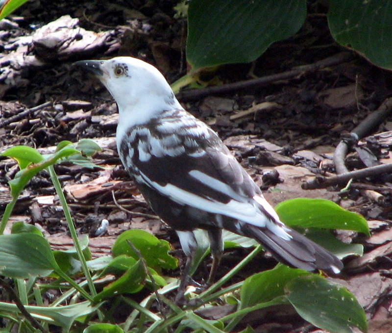 A piebald (Leucistic) Common Grackle - Quiscalus quiscula; DISPLAY FULL IMAGE.