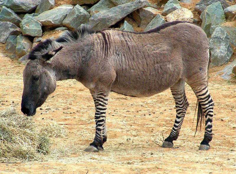 Zebroid - Wiki; DISPLAY FULL IMAGE.