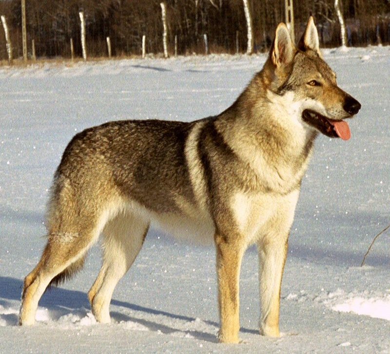 Wolf-dog hybrid (Wolfdog) - Wiki; DISPLAY FULL IMAGE.