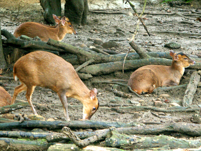 Reeves's Muntjac (Muntiacus reevesi) - Wiki; DISPLAY FULL IMAGE.