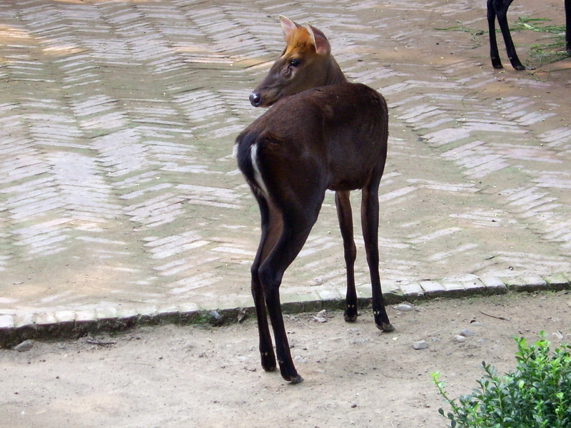 Hairy-fronted Muntjac (Muntiacus crinifrons) - Wiki; DISPLAY FULL IMAGE.