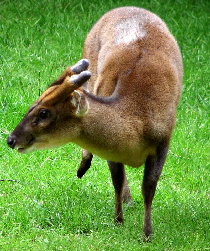 Reeves's Muntjac (Muntiacus reevesi) at Cologne Zoo; DISPLAY FULL IMAGE.