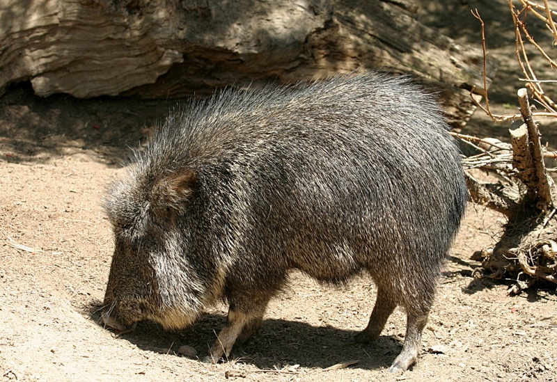 Chacoan Peccary (Catagonus wagneri) - Wiki; DISPLAY FULL IMAGE.