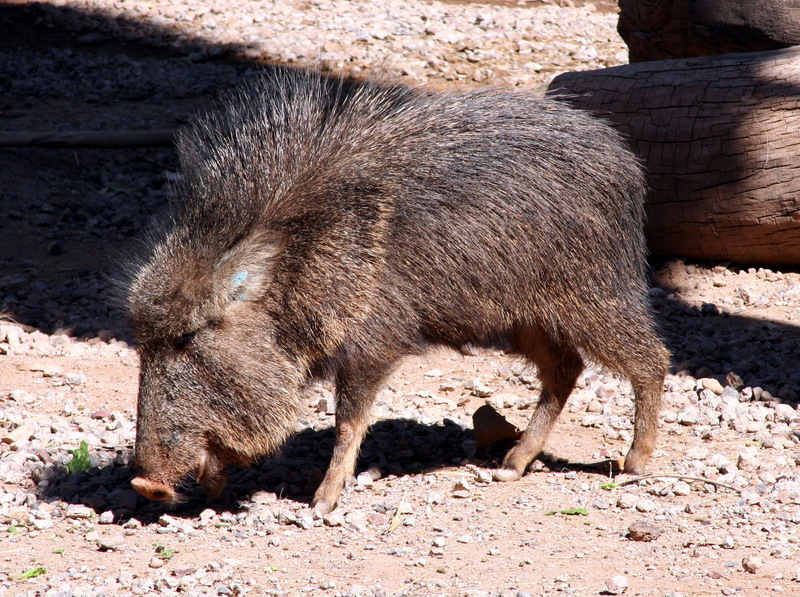 Chacoan Peccary (Catagonus wagneri) at the Phoenix Zoo; DISPLAY FULL IMAGE.