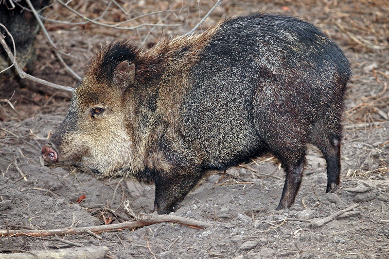 Peccary (Family: Tayassuidae) - Wiki; DISPLAY FULL IMAGE.