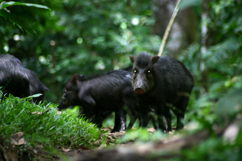 Peccary (Family: Tayassuidae) - Wiki; DISPLAY FULL IMAGE.